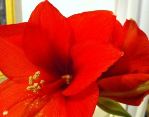 AMARYLLIS2