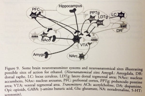 brain reward systems