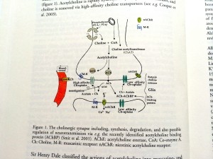 cholinergic synapse