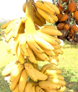 bananer