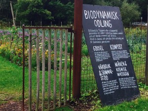 biodynamisk odling