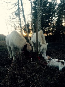 Lady promenad