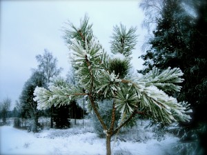 Vinter