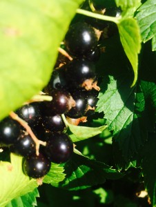 black berries