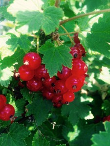 red berries