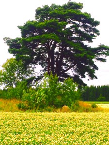 tree of knowledge