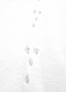 rabbit-tracks-2