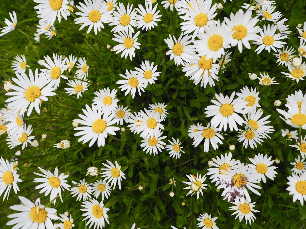 Midsummer flowers Anna´s diary