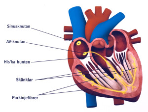 electrical system